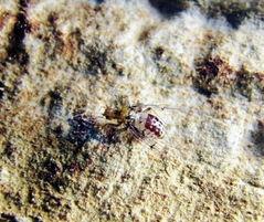日本发现虫子,日本科学家揭开自然界新奇生物之谜