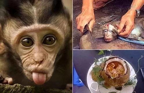 动物吃人奶真实视频,动物哺乳人类幼崽的真实画面曝光