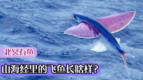 飞鱼网飞鱼视频飞鱼tv,飞鱼视频、飞鱼TV，畅享视听盛宴的全新平台