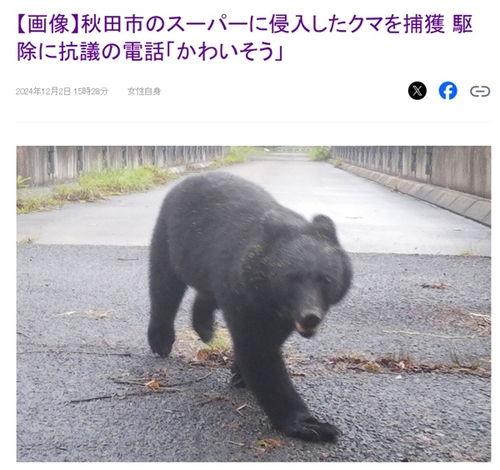 日本黑熊叫什么,探寻森林深处的生命之歌